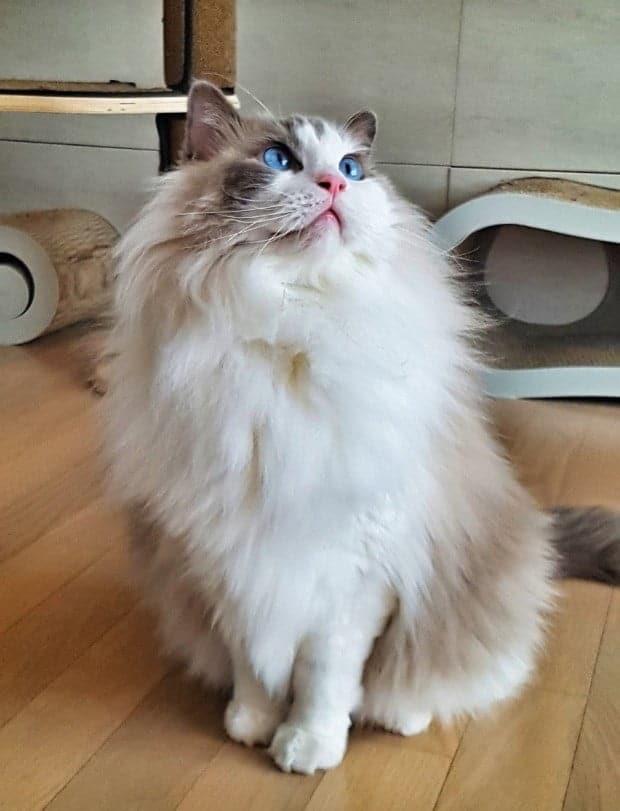 랙돌