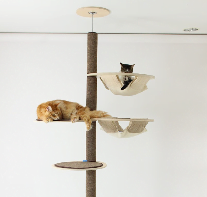 Orange Maine Coon and Silver tabby sleeping on cat tree with hammocks, platforms, ceiling stabilizer, and scratch carpets