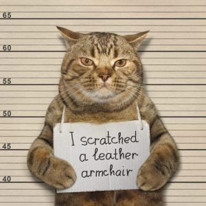 cat criminal