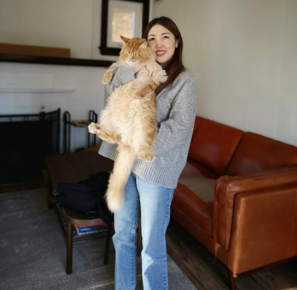 Korean woman holding a goofy Orange Maine Coon in her living room with a brown leather couch in background
