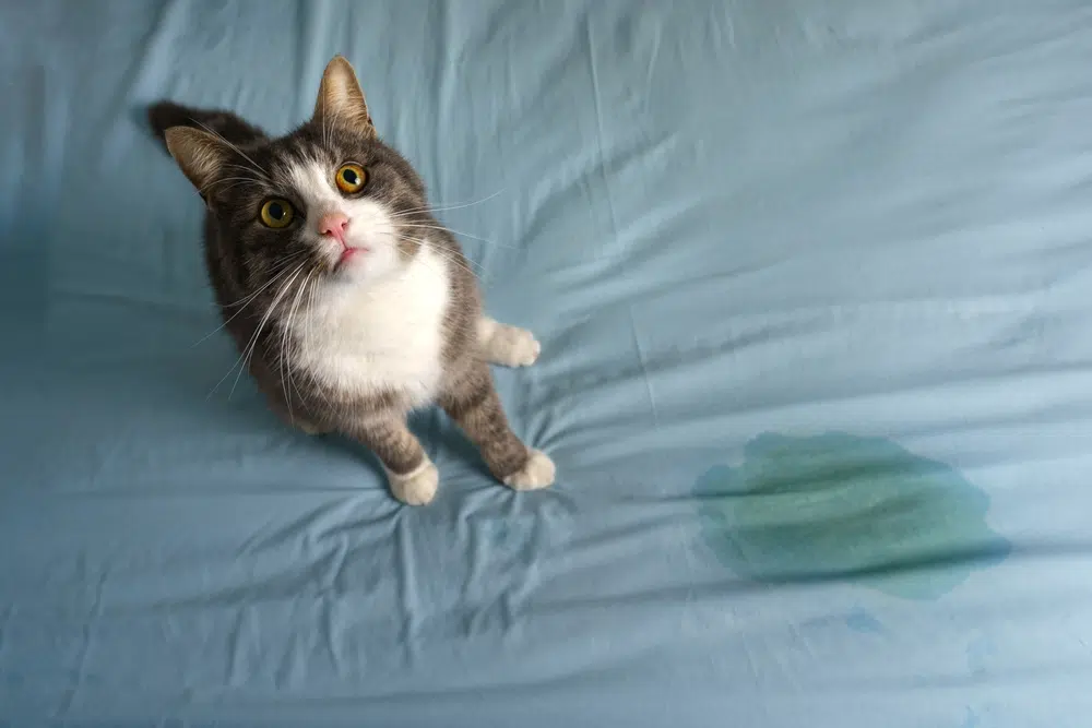 embarrassed cat sitting on a bed next to a pee stain