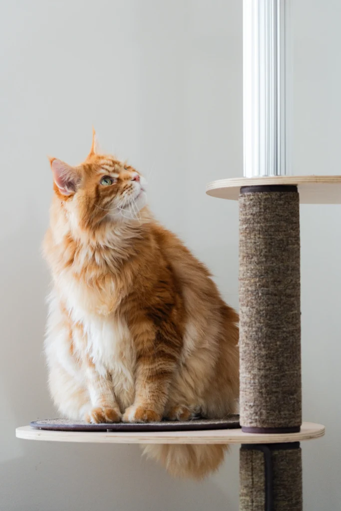 Orange Maine Coon sitting on a cat tree platform made of wood and scratch carpets and aluminum