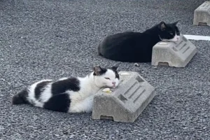 two cats sleeping, resting their heads on cement blocks in a parking lot