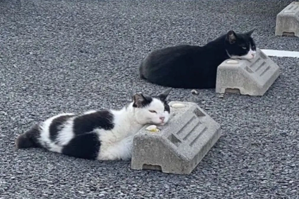 two cats sleeping, resting their heads on cement blocks in a parking lot