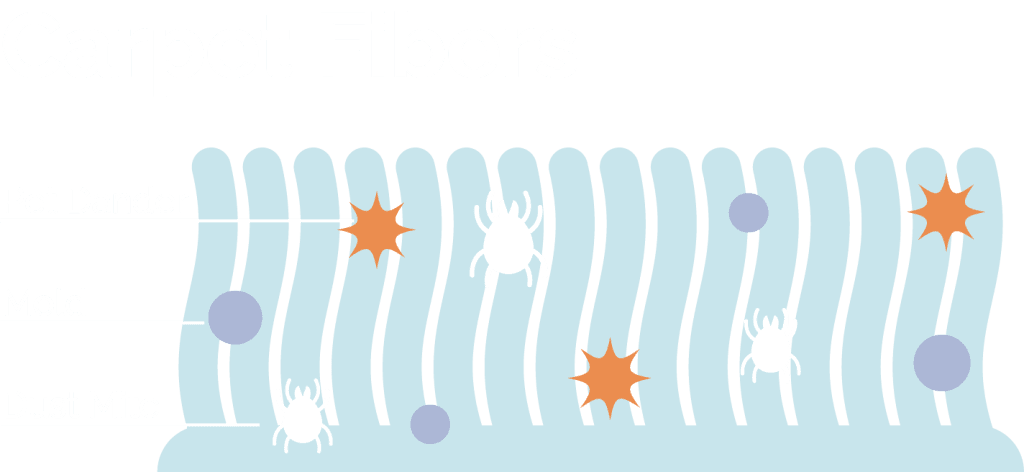 how carpet fibers fill with dust, allergens, and mold