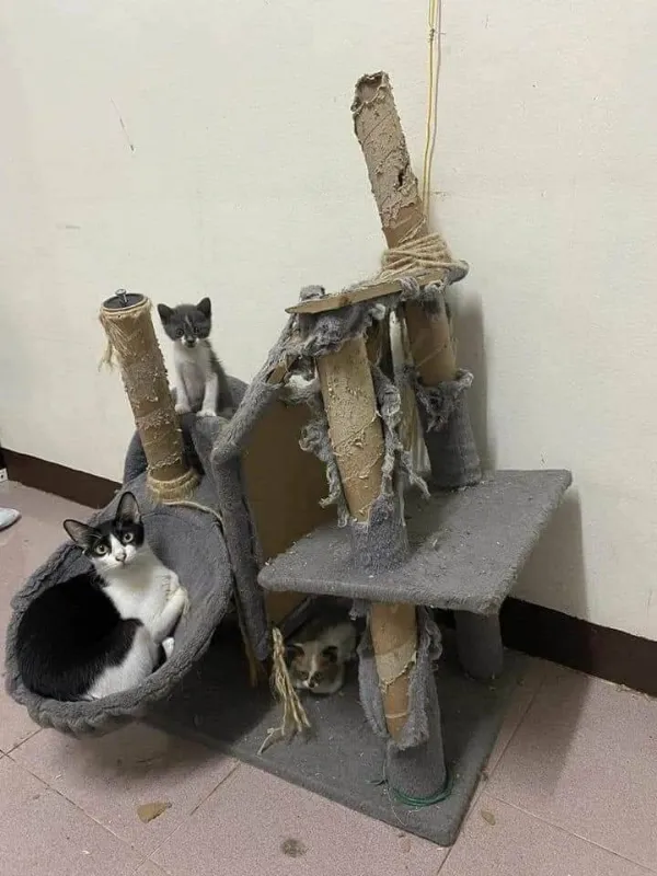 cheap cat tree made from cardboard totally destroyed with three cats sitting and climbing on it
