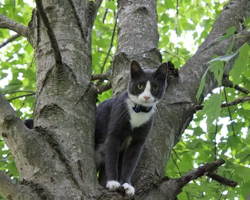 Tuxedo cat with green eyes and white paws and collar, sitting in a tall tree with green leaves, looking at camera