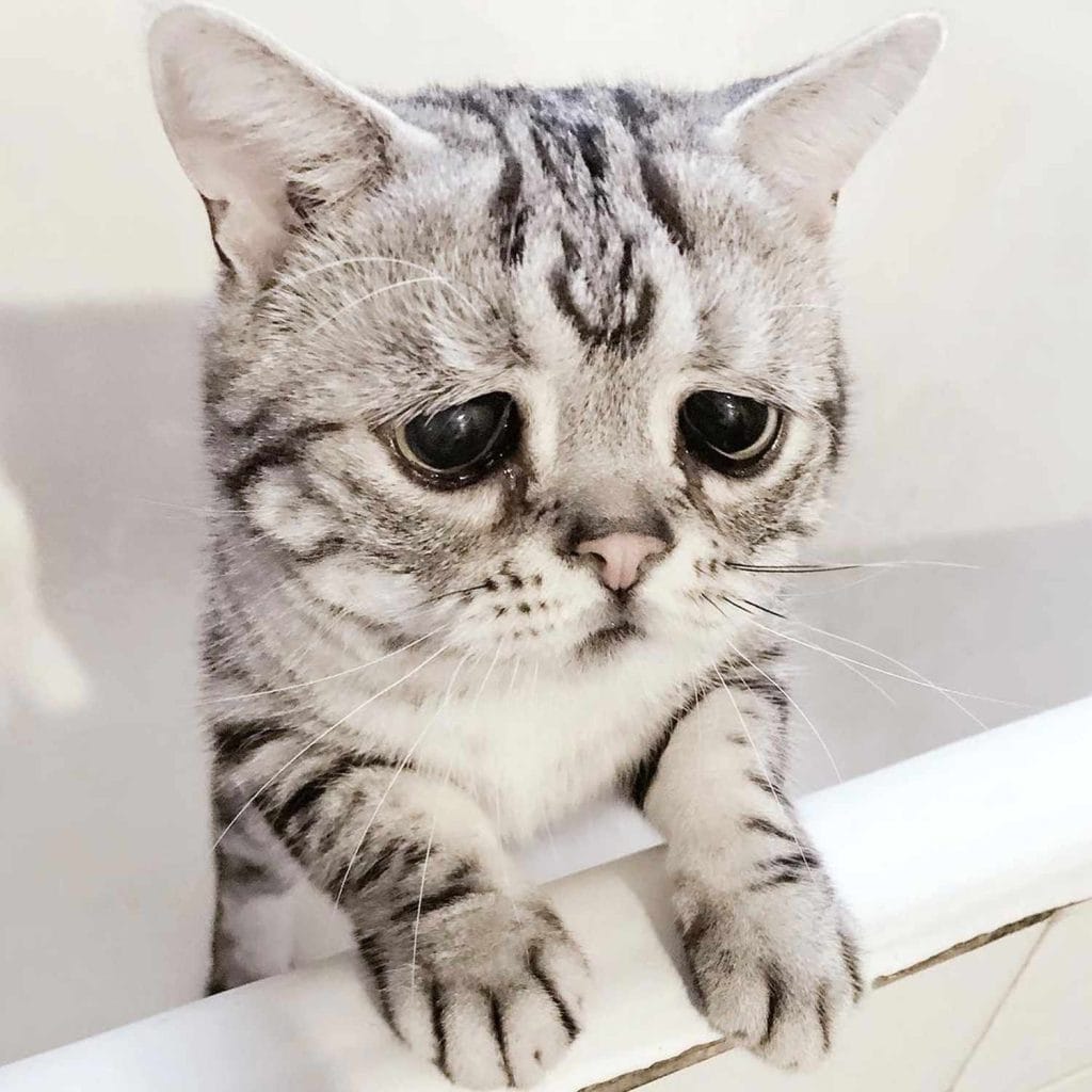 Sad cat because you unsubscribed