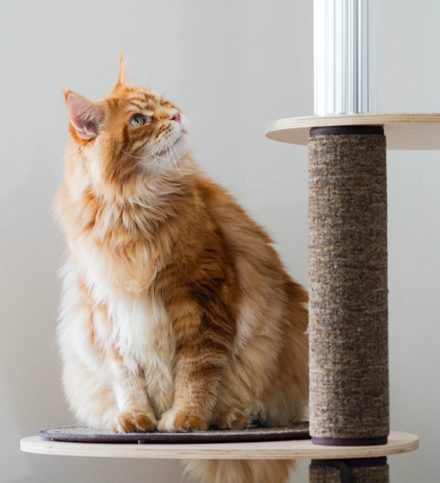 Orange Maine Coon sitting on a platform of the best cat tree for large cats, which is made of wood and scratch carpets and aluminum