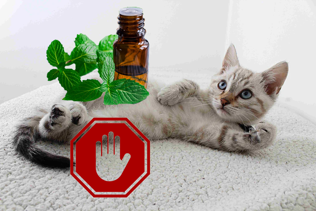 cat with peppermint essential oil is not safe