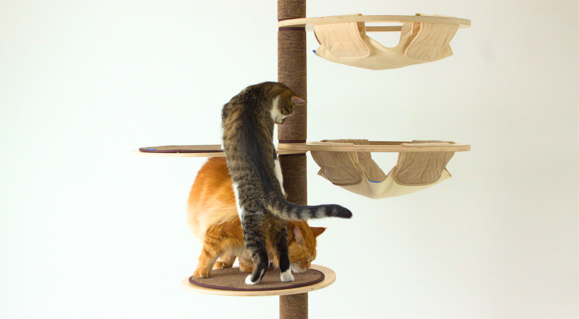 2 cats on katpole